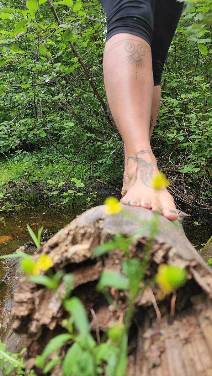 Plantes médicinales SAGUENAY-LAC-SAINT-JEAN