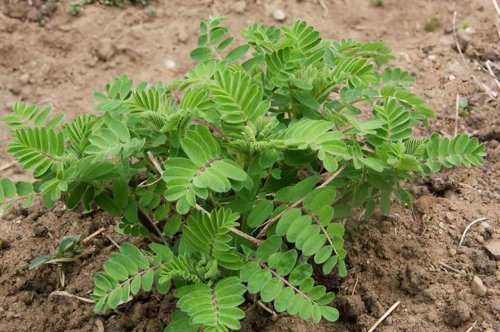 Herboristerie SAGUENAY-LAC-SAINT-JEAN