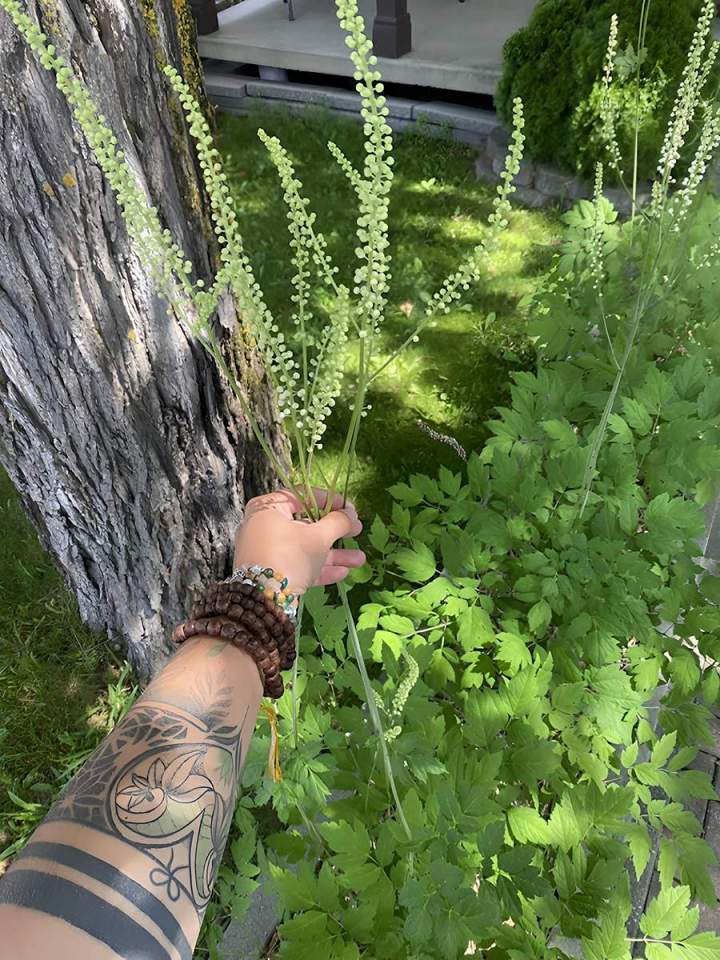 Ateliers d'herboristerie SAGUENAY-LAC-SAINT-JEAN