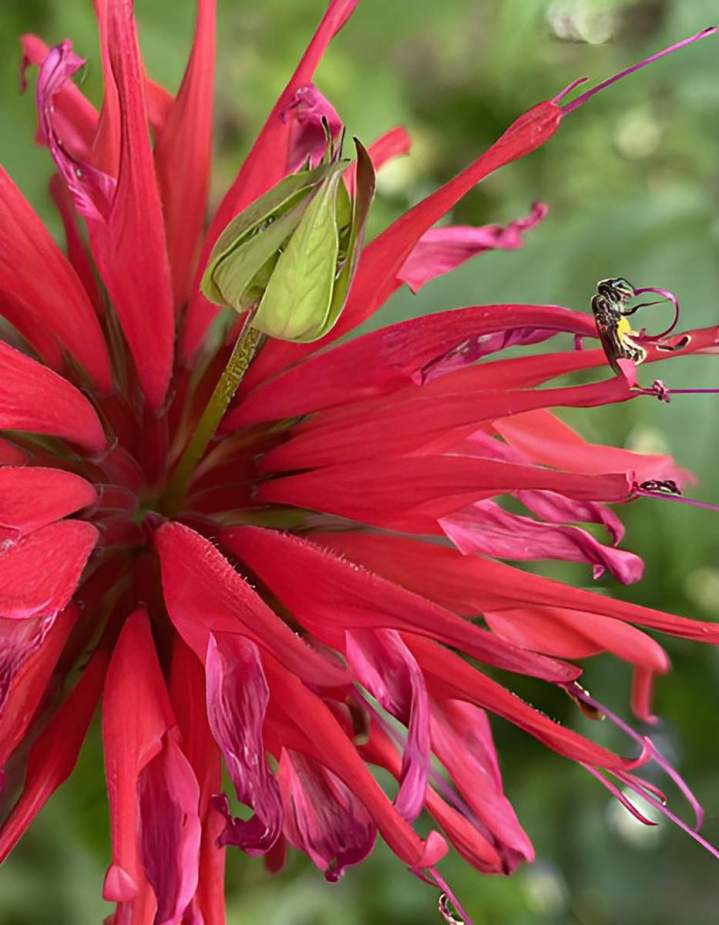 Plante pour traitement médicale Lac-Saint-Jean
