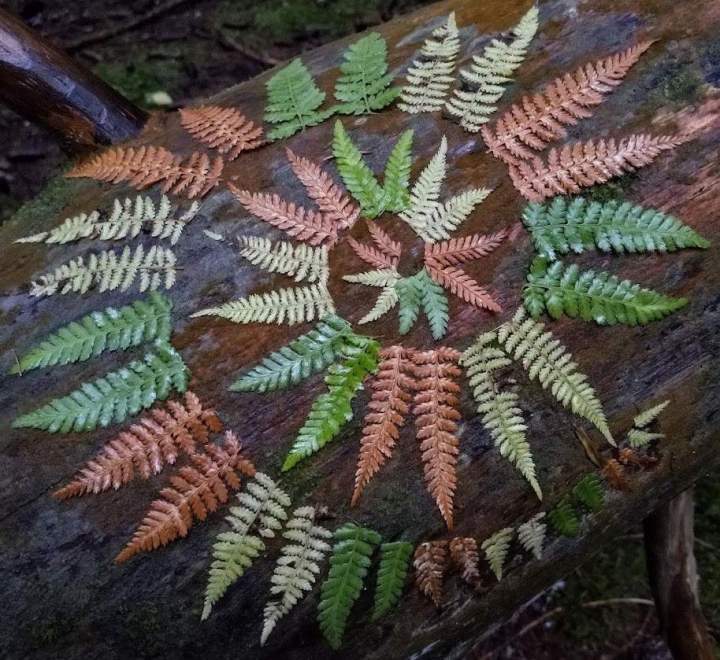 Herboristerie SAGUENAY-LAC-SAINT-JEAN