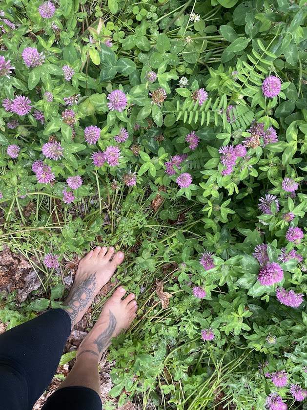 Plantes médicinales Roberval