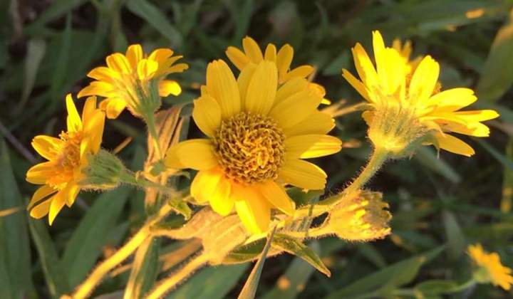 Fleur SAGUENAY-LAC-SAINT-JEAN