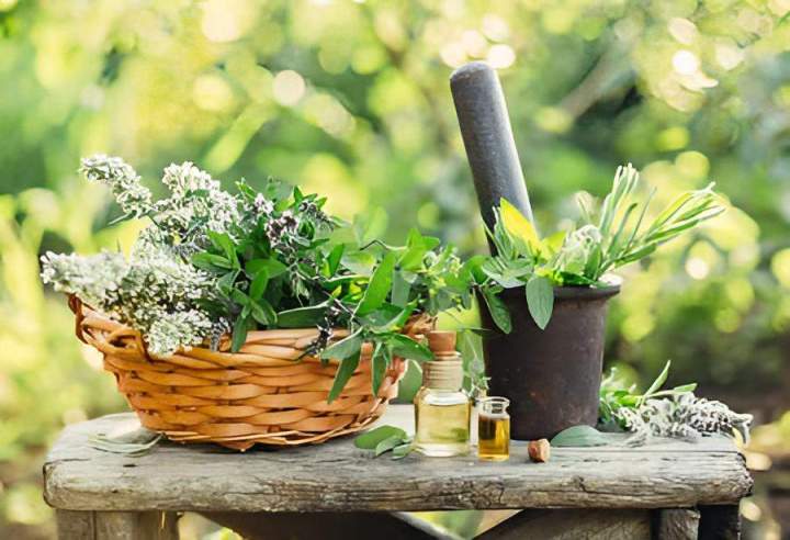 Plantes médicinales Roberval