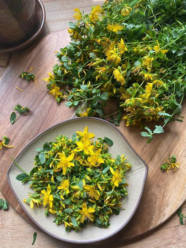 Herbes et tisanes Saguenay–Lac-Saint-Jean