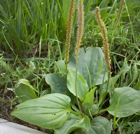 plantain, plante de nos gazons