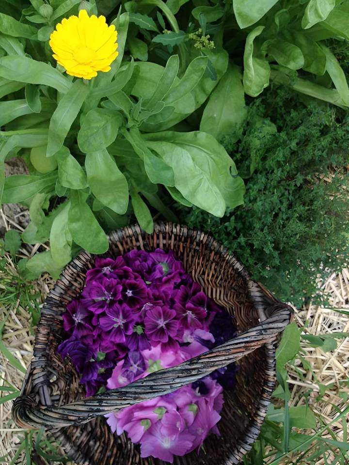 Produits de santé naturels SAGUENAY-LAC-SAINT-JEAN