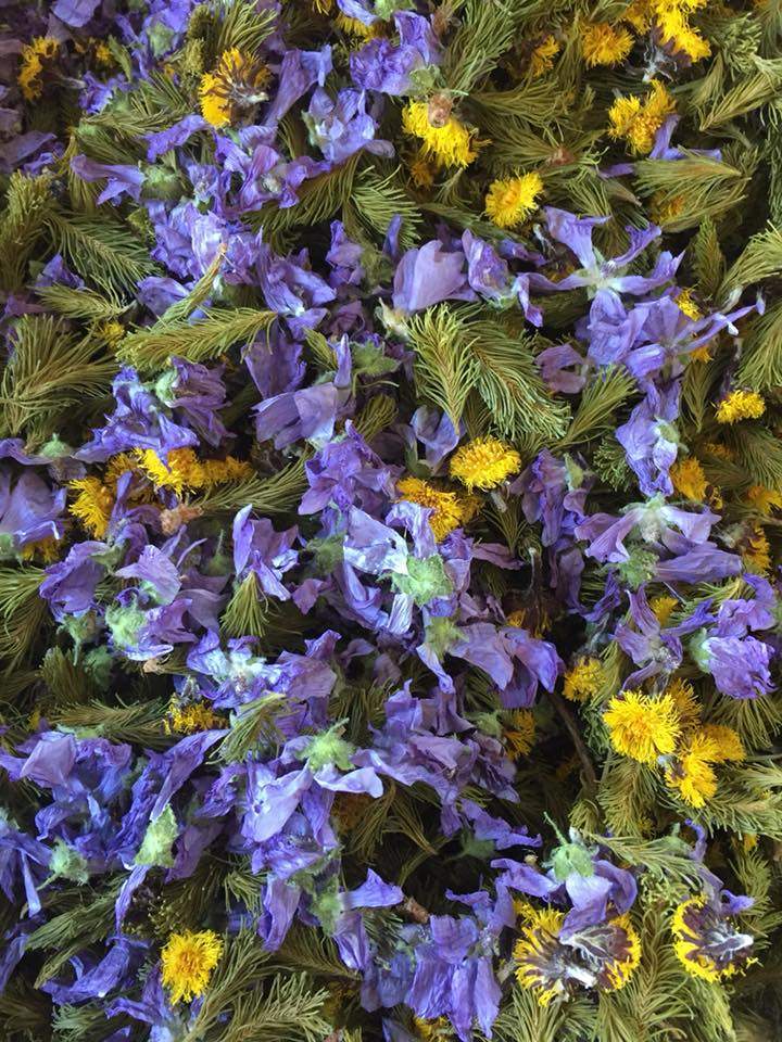 Plantes médicinales Roberval